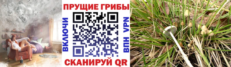 Галлюциногенные грибы Psilocybine cubensis  Купить где  Багратионовск 